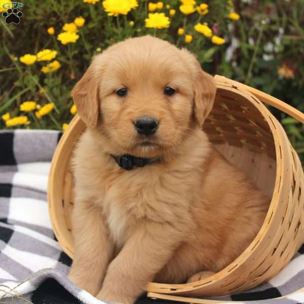 Brady, Golden Retriever Puppy